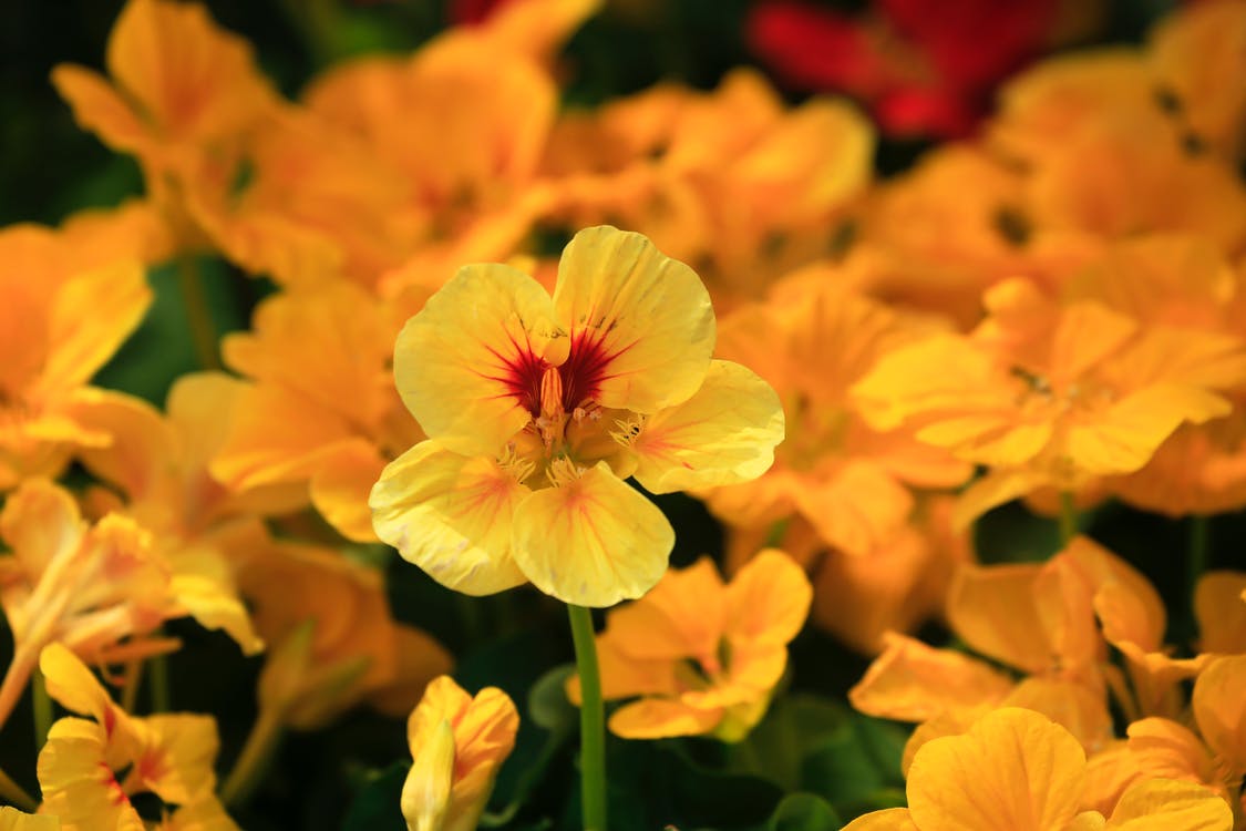 Garden Goals: 5 Edible Flowers Everyone Should Grow