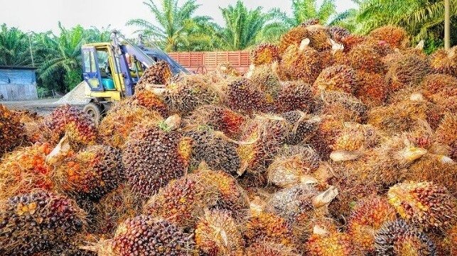 Indonesia Bans Exports of Refined Palm Oil